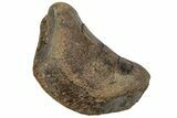 Fossil Hadrosaur Phalanx Bone - Judith River Formation #225851-2